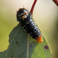 Pergidae sp. (family) at Casey, ACT - 18 Aug 2024 10:40 AM