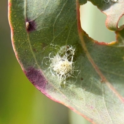 Glycaspis sp. (genus) (Unidentified sugary lerp) at Casey, ACT - 18 Aug 2024 by Hejor1