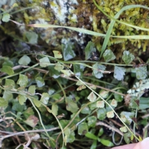 Asplenium flabellifolium at Strathnairn, ACT - 18 Aug 2024 10:12 AM