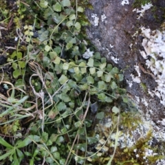 Asplenium flabellifolium at Strathnairn, ACT - 18 Aug 2024 10:12 AM