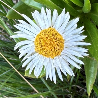 Unidentified Other Wildflower or Herb at Bowen, QLD - 18 Aug 2024 by lbradley