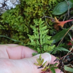 Cheilanthes sieberi subsp. sieberi (Mulga Rock Fern) at Strathnairn, ACT - 18 Aug 2024 by Clarel