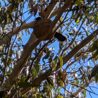 Corcorax melanorhamphos (White-winged Chough) at Lawson, ACT - 18 Aug 2024 by mroseby