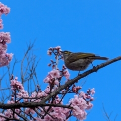 Caligavis chrysops (Yellow-faced Honeyeater) at Lawson, ACT - 18 Aug 2024 by mroseby