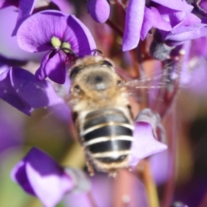 Trichocolletes orientalis at Hall, ACT - 18 Aug 2024