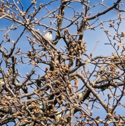 Melithreptus lunatus (White-naped Honeyeater) at Lawson, ACT - 18 Aug 2024 by mroseby