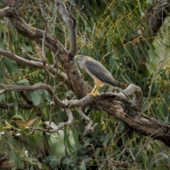 Tachyspiza fasciata (Brown Goshawk) at Bellmount Forest, NSW - 16 Aug 2024 by trevsci