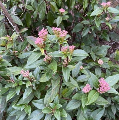 Viburnum tinus (Laurustinus) at Jerrabomberra, NSW - 18 Aug 2024 by SteveBorkowskis