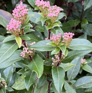 Viburnum tinus at Jerrabomberra, NSW - 18 Aug 2024 04:45 PM