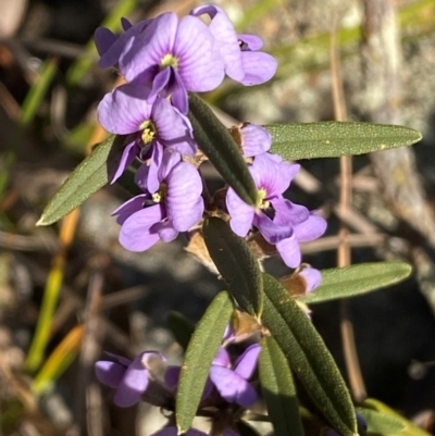 Hovea heterophylla (Common Hovea) at Jerrabomberra, NSW - 18 Aug 2024 by SteveBorkowskis