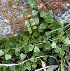 Asplenium flabellifolium (Necklace Fern) at Jerrabomberra, NSW - 18 Aug 2024 by SteveBorkowskis