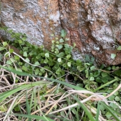 Asplenium flabellifolium at Jerrabomberra, NSW - 18 Aug 2024 04:43 PM