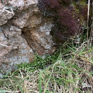 Asplenium flabellifolium at Jerrabomberra, NSW - 18 Aug 2024 04:43 PM