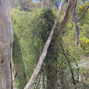 Clematis leptophylla at Jerrabomberra, NSW - 18 Aug 2024 04:25 PM