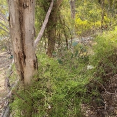 Clematis leptophylla at Jerrabomberra, NSW - 18 Aug 2024 04:25 PM