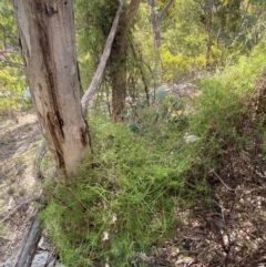 Clematis leptophylla at Jerrabomberra, NSW - 18 Aug 2024 04:25 PM