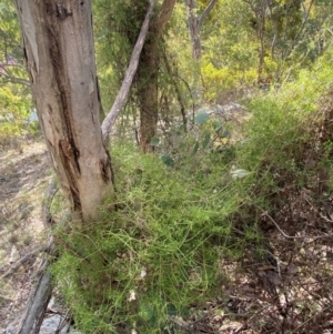 Clematis leptophylla at Jerrabomberra, NSW - 18 Aug 2024 04:25 PM