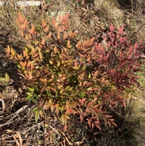 Nandina domestica at Jerrabomberra, NSW - 18 Aug 2024 04:14 PM