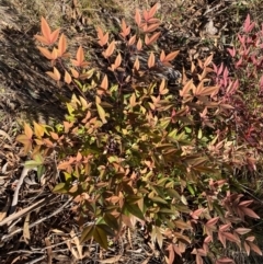 Nandina domestica at Jerrabomberra, NSW - 18 Aug 2024 04:14 PM