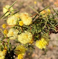 Acacia ulicifolia (Prickly Moses) at Jerrabomberra, NSW - 18 Aug 2024 by SteveBorkowskis