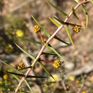 Acacia ulicifolia at Jerrabomberra, NSW - 18 Aug 2024 04:13 PM