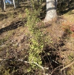 Pittosporum tenuifolium (Kohuhu) at Jerrabomberra, NSW - 18 Aug 2024 by SteveBorkowskis