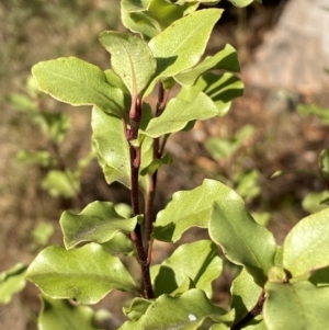 Pittosporum tenuifolium at Jerrabomberra, NSW - 18 Aug 2024