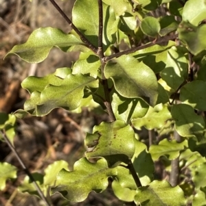 Pittosporum tenuifolium at Jerrabomberra, NSW - 18 Aug 2024 04:12 PM