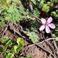 Erodium cicutarium (Common Storksbill, Common Crowfoot) at Strathnairn, ACT - 18 Aug 2024 by Clarel