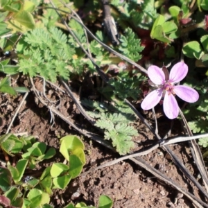 Erodium cicutarium at Strathnairn, ACT - 18 Aug 2024