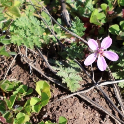 Erodium cicutarium (Common Storksbill, Common Crowfoot) at Strathnairn, ACT - 18 Aug 2024 by Clarel