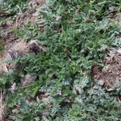 Erodium cicutarium at Strathnairn, ACT - 18 Aug 2024