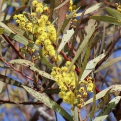 Acacia rubida (Red-stemmed Wattle, Red-leaved Wattle) at Strathnairn, ACT - 18 Aug 2024 by Clarel