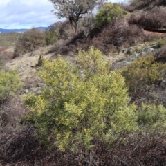 Acacia rubida at Strathnairn, ACT - 18 Aug 2024 10:40 AM