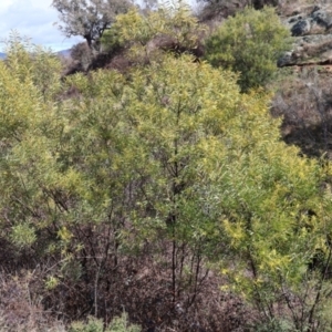 Acacia rubida at Strathnairn, ACT - 18 Aug 2024 10:40 AM