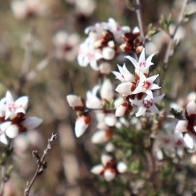 Cryptandra speciosa subsp. speciosa (Silky Cryptandra) at Strathnairn, ACT - 18 Aug 2024 by Clarel