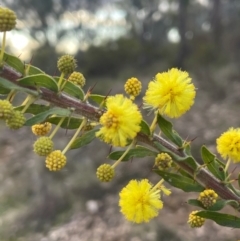 Acacia paradoxa (Kangaroo Thorn) at Campbell, ACT - 18 Aug 2024 by Clarel