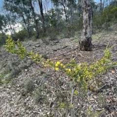 Acacia paradoxa at Campbell, ACT - 18 Aug 2024