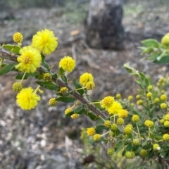 Acacia paradoxa at Campbell, ACT - 18 Aug 2024