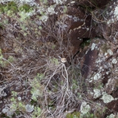 Malurus cyaneus (Superb Fairywren) at Strathnairn, ACT - 18 Aug 2024 by JimL