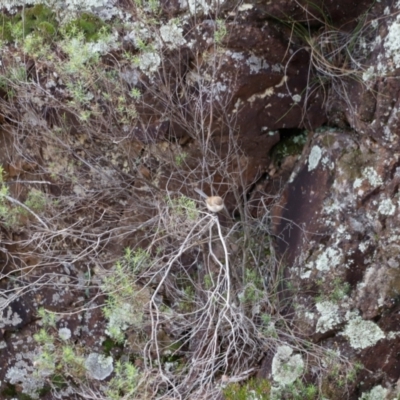 Malurus cyaneus (Superb Fairywren) at Strathnairn, ACT - 18 Aug 2024 by JimL