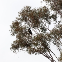 Corvus coronoides (Australian Raven) at Strathnairn, ACT - 18 Aug 2024 by JimL