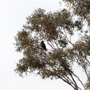 Corvus coronoides at Strathnairn, ACT - 18 Aug 2024