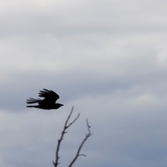 Corvus coronoides at Strathnairn, ACT - 18 Aug 2024