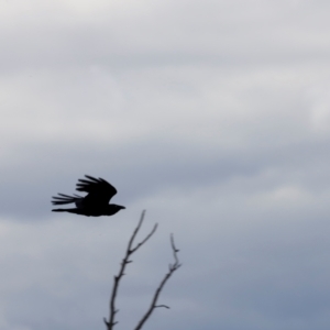 Corvus coronoides at Strathnairn, ACT - 18 Aug 2024 01:24 PM