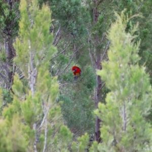 Platycercus elegans at Strathnairn, ACT - 18 Aug 2024