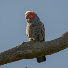 Callocephalon fimbriatum (identifiable birds) (Gang-gang Cockatoo (named birds)) at Cook, ACT - 18 Aug 2024 by angelb