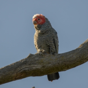 Callocephalon fimbriatum (identifiable birds) at Cook, ACT - suppressed