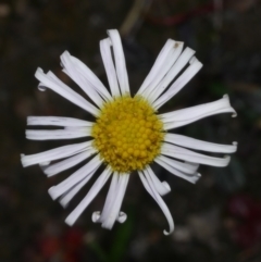 Allittia uliginosa (Wet-heath Daisy) at Anglesea, VIC - 17 Sep 2022 by WendyEM