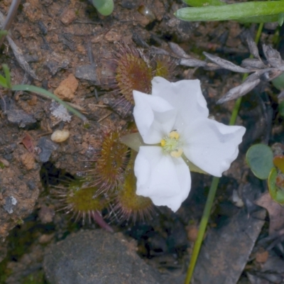 Drosera abberans (Scented Sundew) at Anglesea, VIC - 17 Sep 2022 by WendyEM